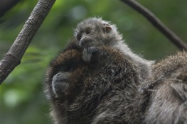 Bolivian Gray Titi Monkey Born at WCS’s Bronx Zoo